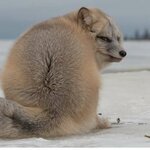 FattyFox FattyFox