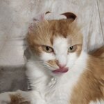 Роман Фархутдинов